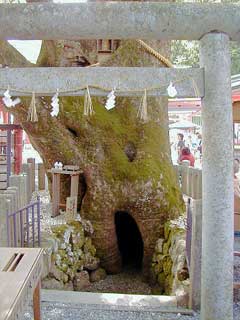 樹齢８５０年の楠