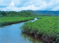 中間川のマングローブ樹林